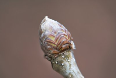 Quercus pontica - dub černomořský - detail axiálního pupenu (2)